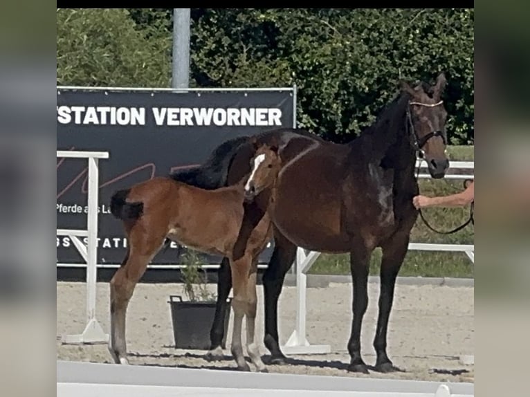 Holsteiner Merrie Veulen (05/2026) Bruin in Heiligengrabe