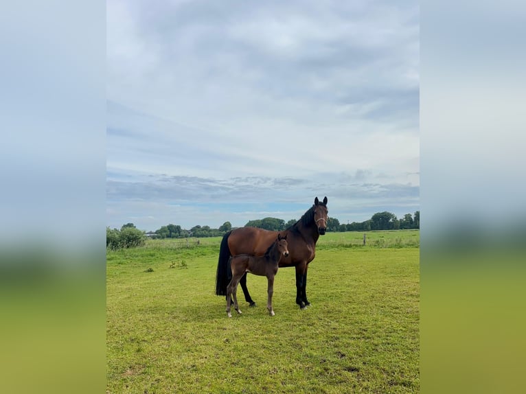 Holsteiner Merrie Veulen (05/2026) Bruin in Mildstedt
