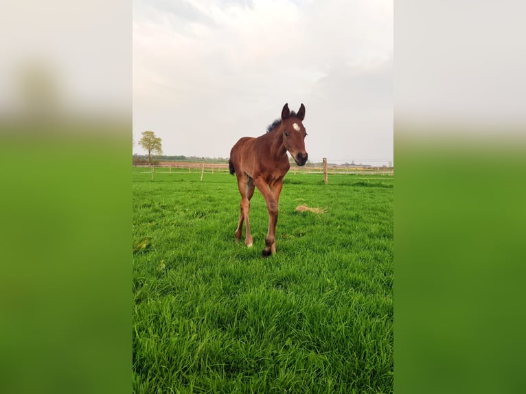 Holsteiner Merrie  Bruin in Reesdorf