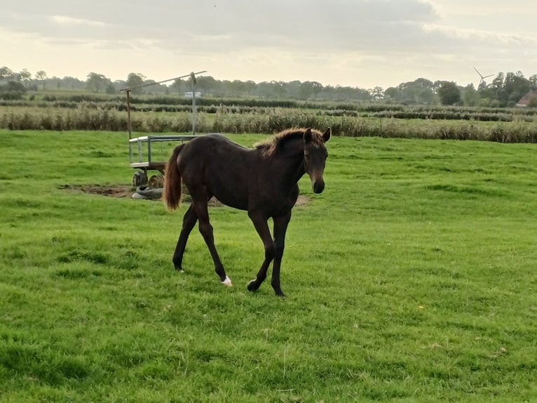 Holsteiner Merrie Veulen (03/2026) Donkerbruin in Witzwort
