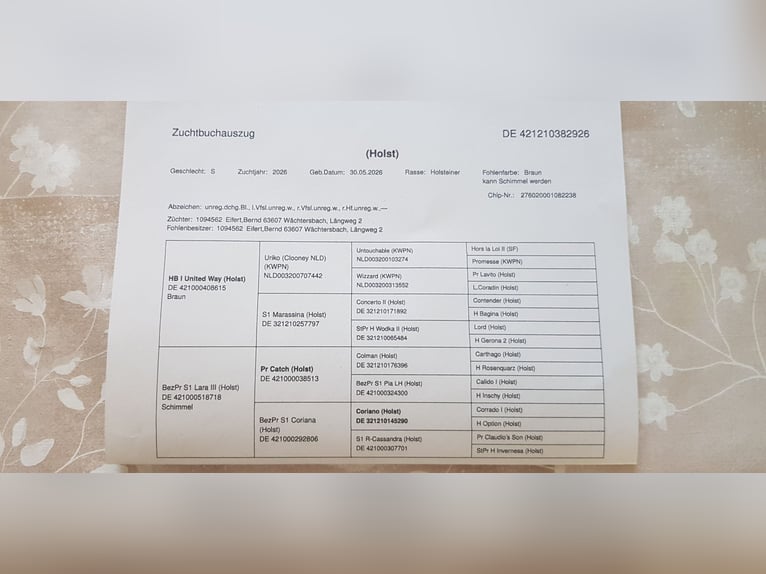 Holsteiner Merrie Veulen (05/2026) Donkerbruin in Wächtersbach