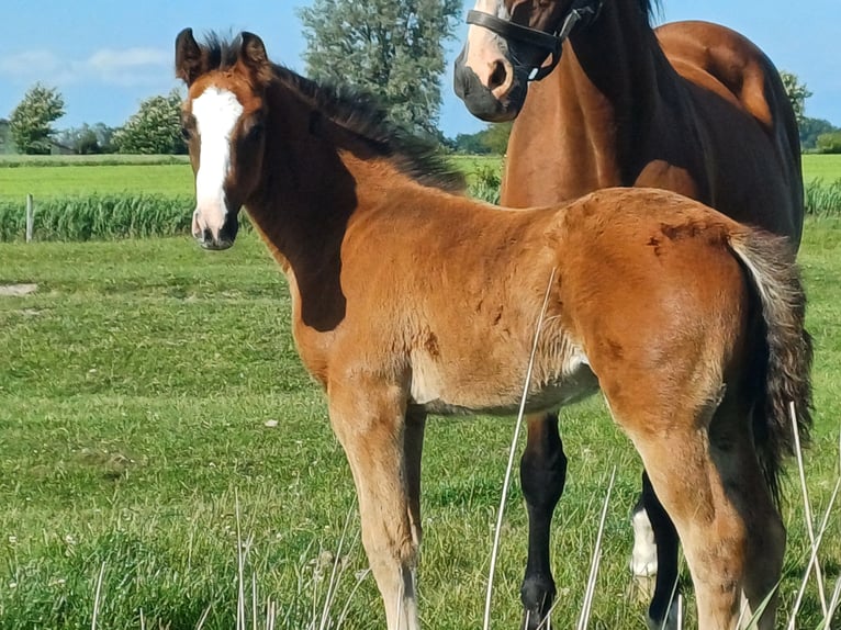 Holsteiner Merrie  Donkerbruin in Witzwort