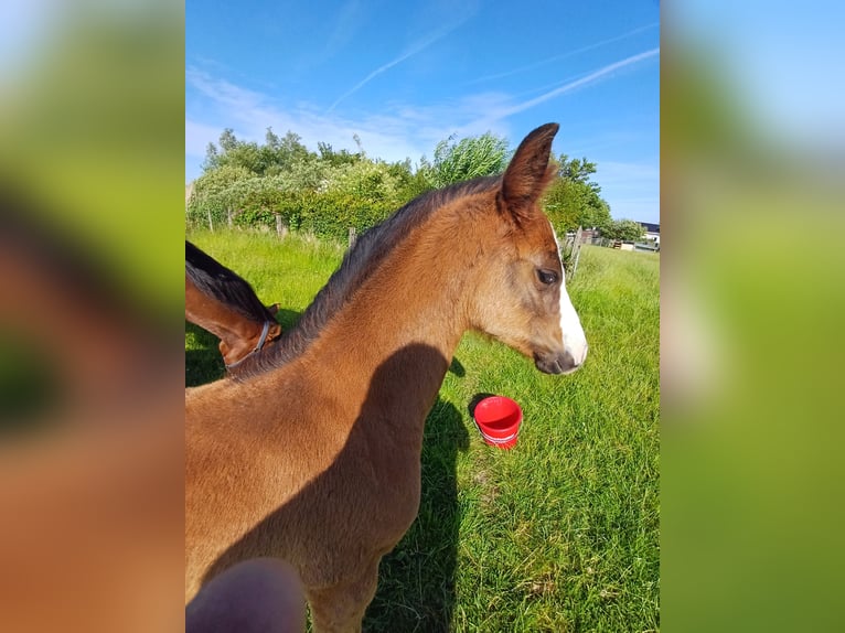 Holsteiner Merrie  Donkerbruin in Witzwort