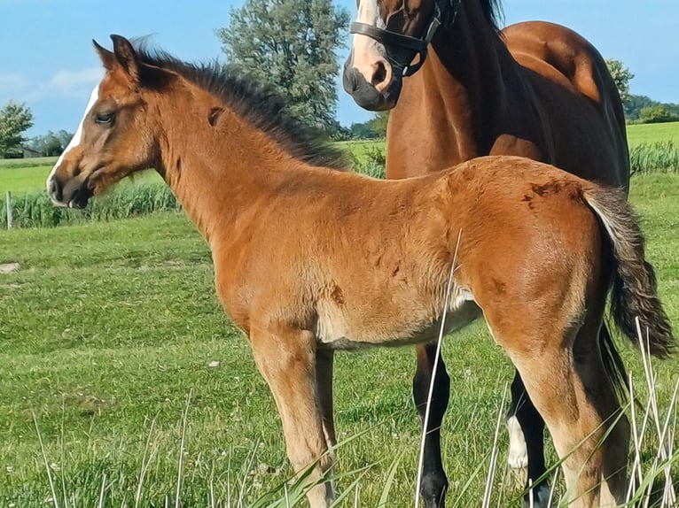 Holsteiner Merrie  Donkerbruin in Witzwort