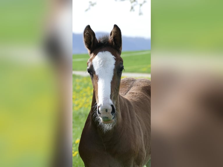 Holsteiner Merrie  Donkerbruin in Zell unter Aichelberg
