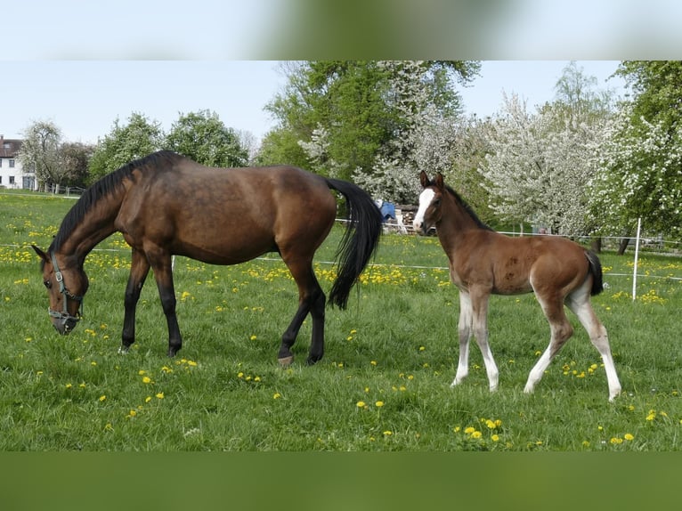 Holsteiner Merrie  Donkerbruin in Zell unter Aichelberg