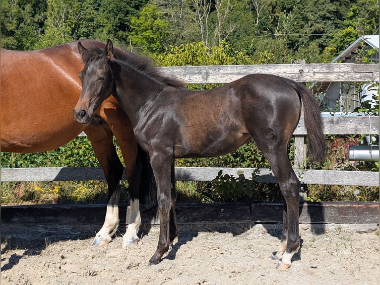 Holsteiner Merrie Veulen (04/2025) Donkerbruin in Hauzenberg