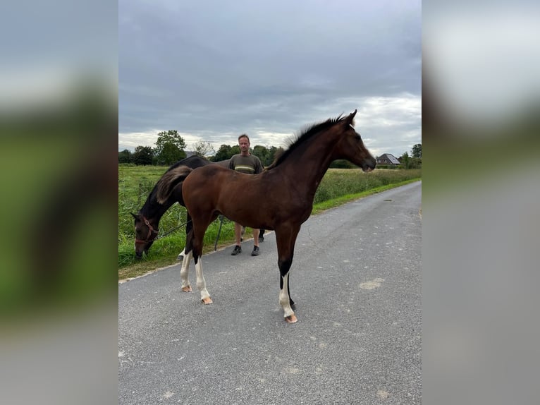 Holsteiner Merrie Veulen (05/2025) Donkerbruin in Nordermeldorf