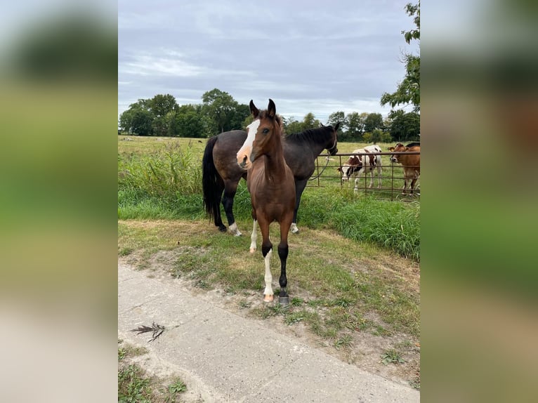 Holsteiner Merrie Veulen (05/2025) Donkerbruin in Nordermeldorf