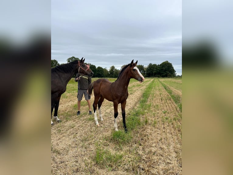 Holsteiner Merrie Veulen (05/2025) Donkerbruin in Nordermeldorf