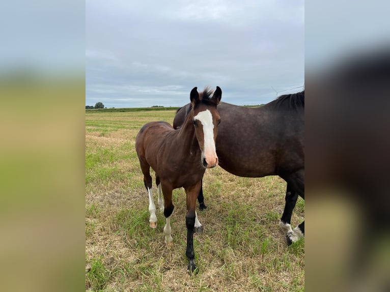 Holsteiner Merrie Veulen (05/2025) Donkerbruin in Nordermeldorf