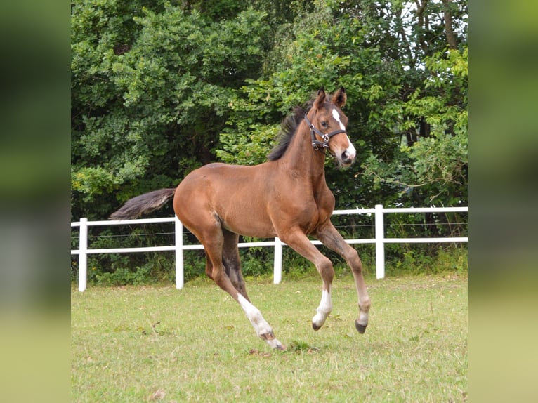 Holsteiner Merrie Veulen (05/2026) Donkerbruin in Schmilau