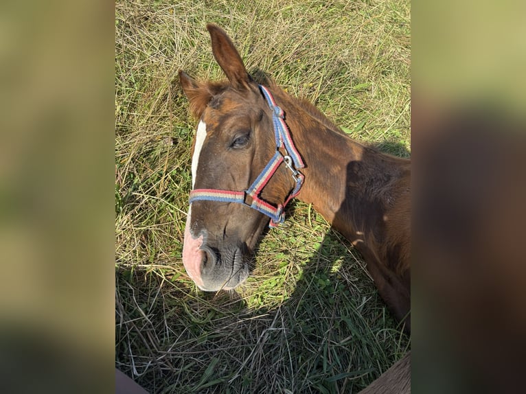 Holsteiner Merrie Veulen (05/2025) Donkere-vos in Hamburg Duvenstedt