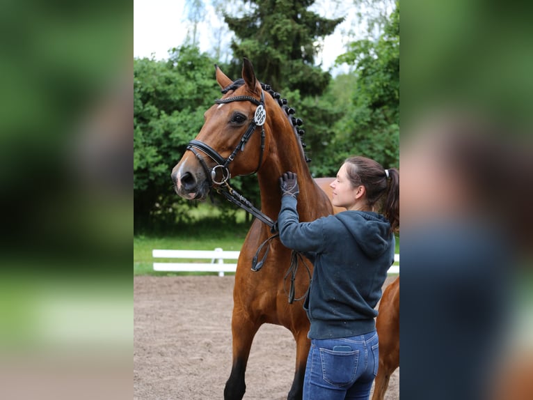 Holsteiner Merrie Veulen (05/2025) Donkere-vos in Haseldorf