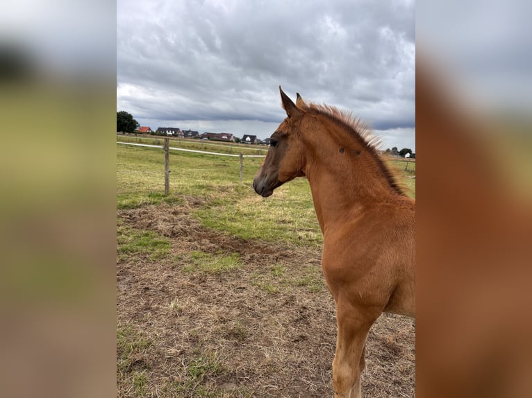 Holsteiner Merrie Veulen (05/2025) Donkere-vos in Haseldorf