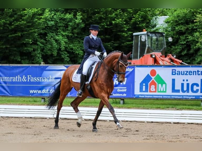 Holsteiner Merrie Veulen (05/2025) Donkere-vos in Haseldorf