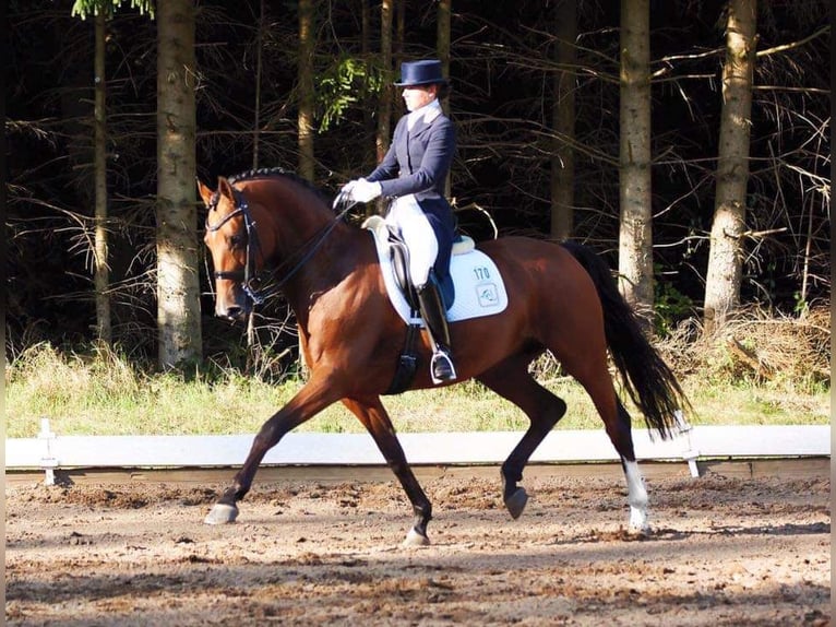 Holsteiner Merrie Veulen (05/2025) Donkere-vos in Haseldorf