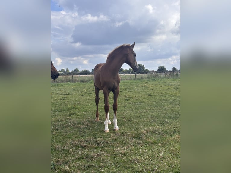 Holsteiner Merrie Veulen (05/2025) Donkere-vos in Haseldorf