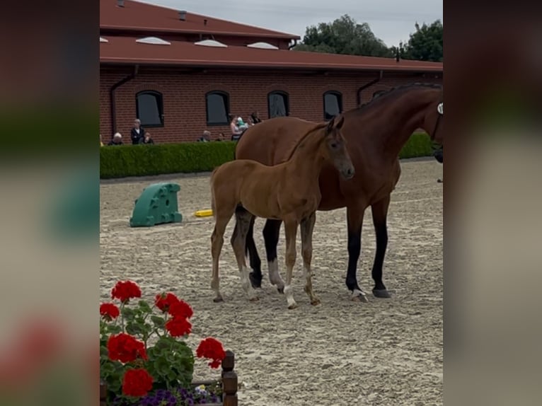 Holsteiner Merrie Veulen (05/2025) Donkere-vos in Haseldorf