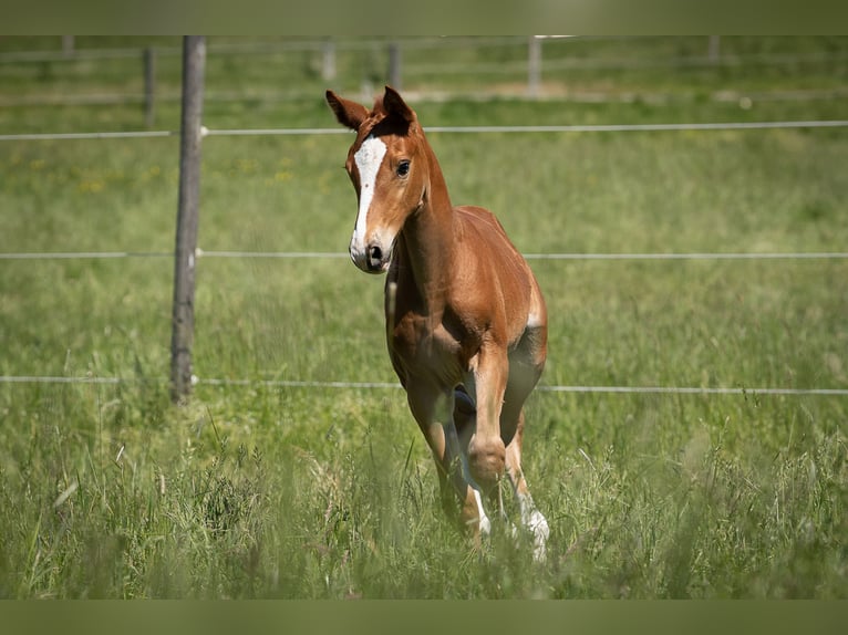 Holsteiner Merrie Veulen (04/2025) Donkere-vos in Bad Rappenau