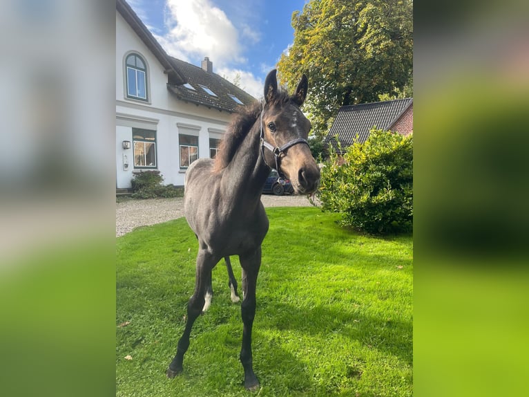 Holsteiner Merrie Veulen (06/2026) kan schimmel zijn in Mittelangeln
