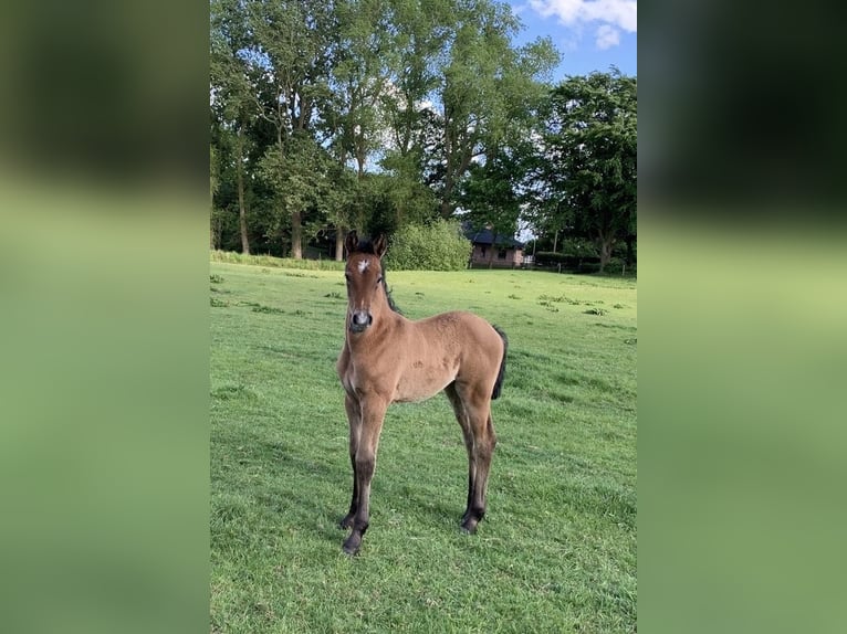 Holsteiner Merrie  kan schimmel zijn in Sprakeb&#xFC;llStadum