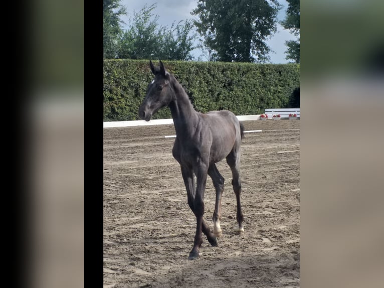 Holsteiner Merrie Veulen (04/2025) in Wester-Ohrstedt