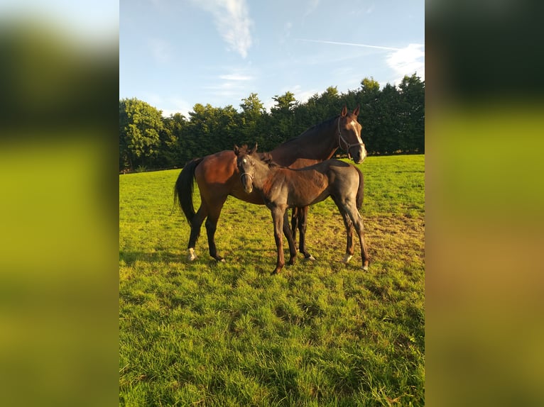 Holsteiner Merrie Veulen (04/2025) in Wester-Ohrstedt
