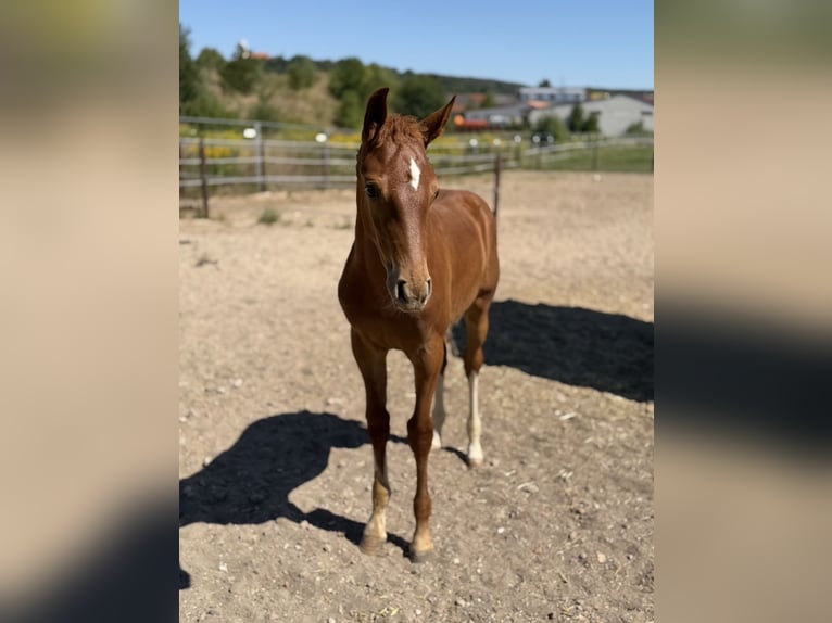 Holsteiner Merrie Veulen (05/2026) Vos in Schwandorf