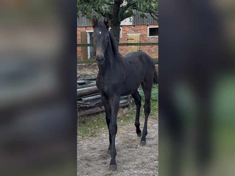Holsteiner Merrie Veulen (07/2025) Zwartbruin in Sittensen