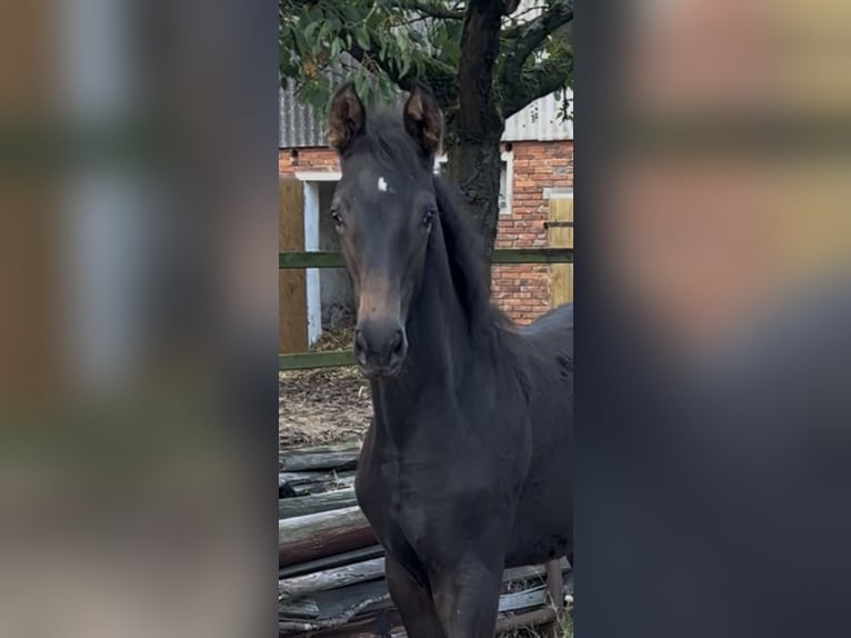 Holsteiner Merrie Veulen (07/2025) Zwartbruin in Sittensen