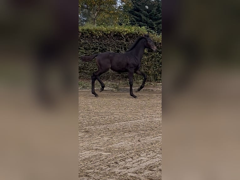 Holsteiner Merrie Veulen (07/2025) Zwartbruin in Sittensen