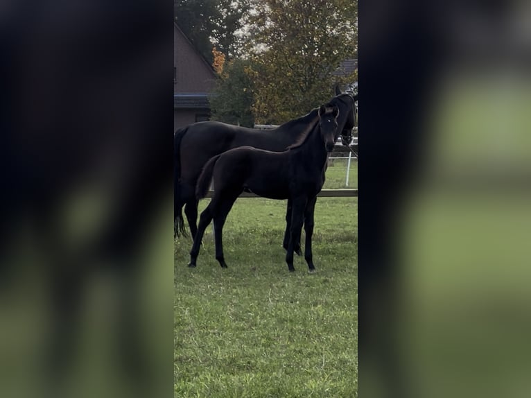 Holsteiner Merrie Veulen (07/2025) Zwartbruin in Sittensen