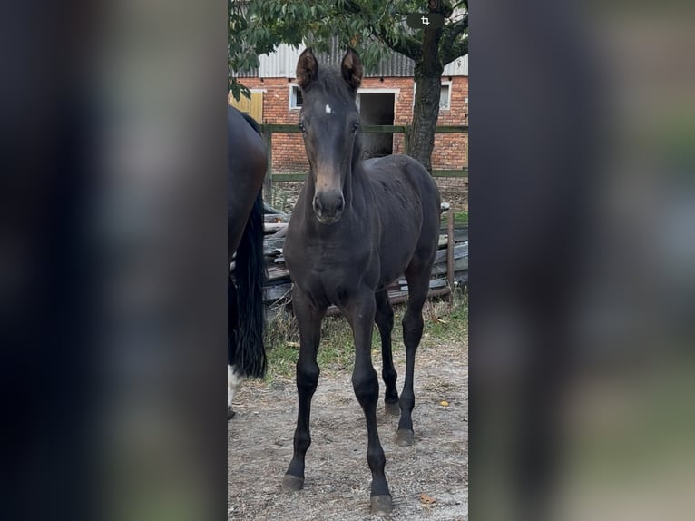 Holsteiner Merrie Veulen (07/2025) Zwartbruin in Sittensen
