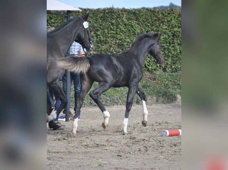 Holsteiner Merrie veulen (04/2024) Zwartbruin in Krumstedt