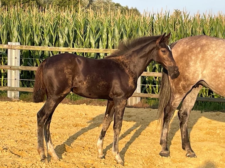 Holsteiner Merrie Veulen (05/2025) Zwartbruin in Beschendorf