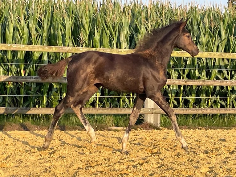 Holsteiner Merrie Veulen (05/2025) Zwartbruin in Beschendorf