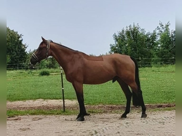 Holsteiner Ruin 10 Jaar 165 cm Bruin in Altdorf