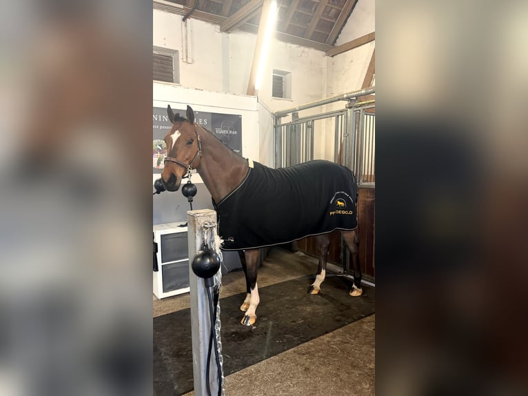 Holsteiner Ruin 10 Jaar 165 cm Bruin in Medlingen