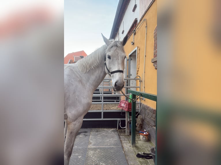 Holsteiner Ruin 10 Jaar 170 cm Schimmel in Kitzscher