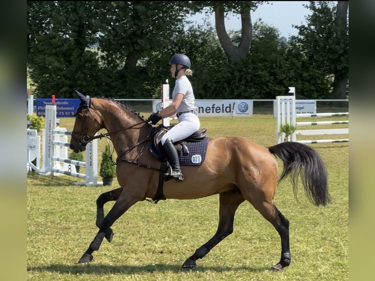 Holsteiner Ruin 10 Jaar 172 cm Bruin in Damm