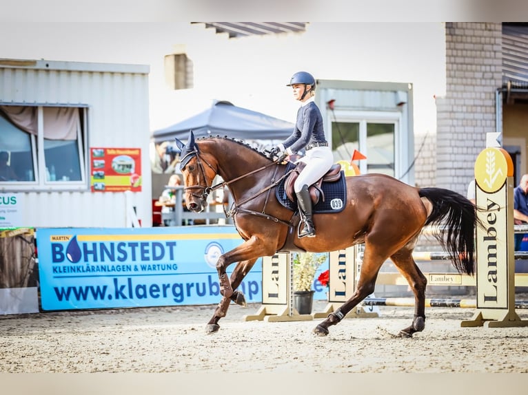 Holsteiner Ruin 10 Jaar 172 cm Bruin in Damm