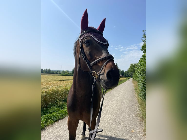 Holsteiner Ruin 11 Jaar 163 cm Bruin in Dielsdorf