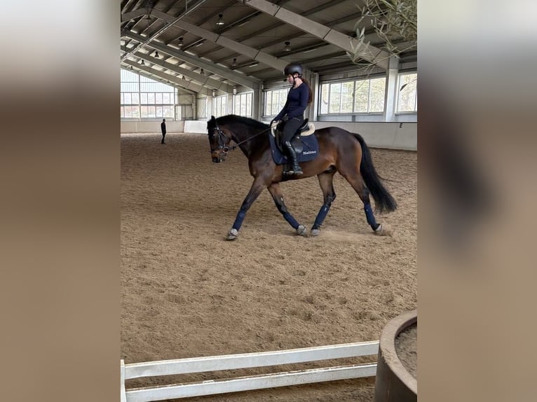 Holsteiner Ruin 11 Jaar 164 cm Donkerbruin in Mössingen