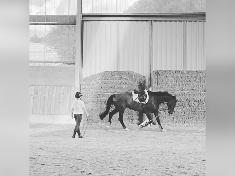 Holsteiner Ruin 11 Jaar 167 cm Bruin in Kaufungen