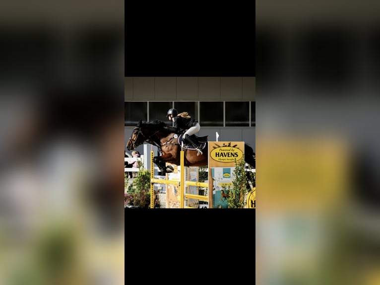 Holsteiner Ruin 11 Jaar 168 cm Donkerbruin in Warschau