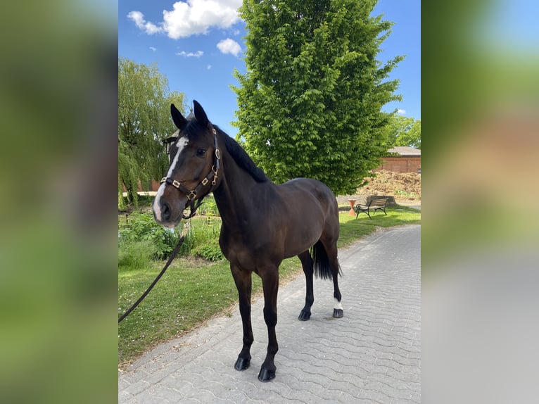 Holsteiner Ruin 11 Jaar 168 cm Donkerbruin in Wunstorf