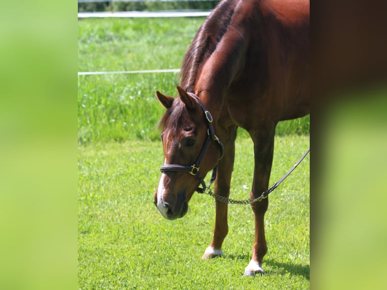 Holsteiner Ruin 11 Jaar 168 cm Donkere-vos in Buchholz