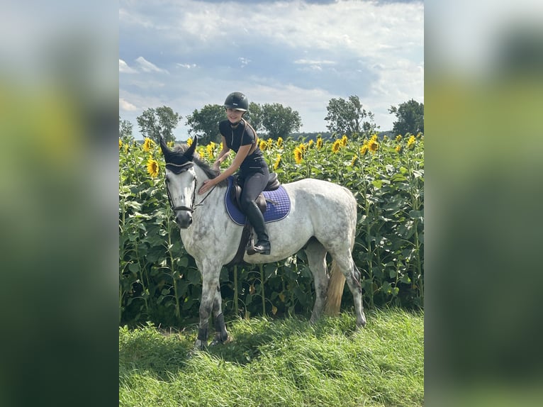 Holsteiner Ruin 11 Jaar 170 cm Schimmel in Weferlingen
