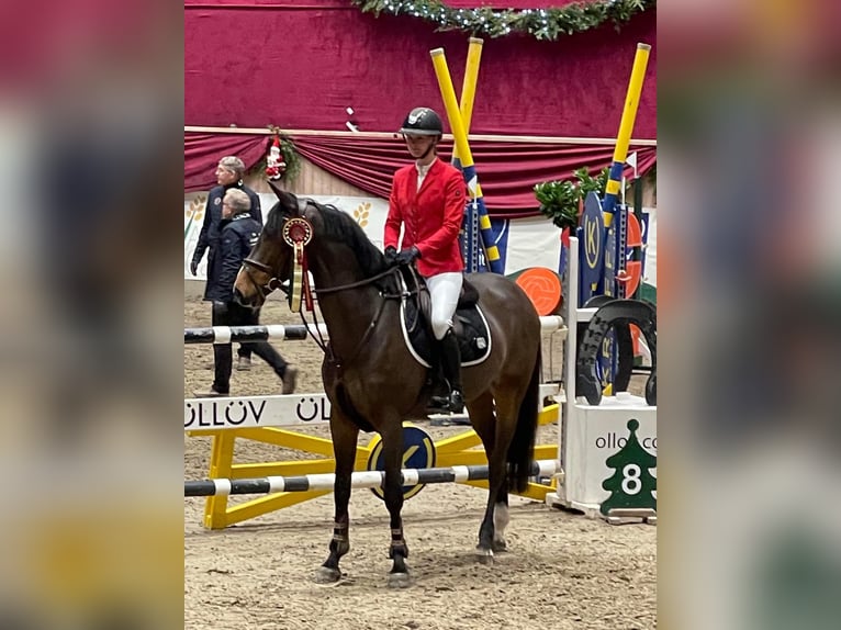 Holsteiner Ruin 11 Jaar 171 cm Bruin in Sprakebüll